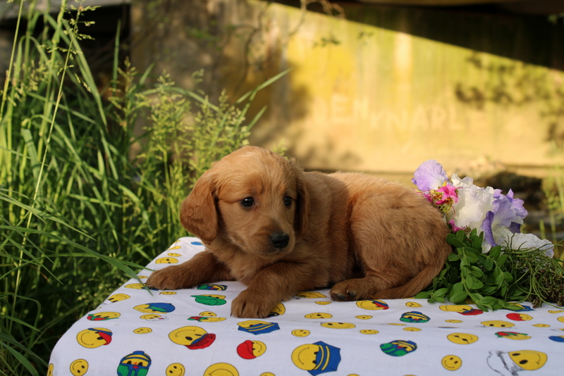 puppy, for, sale, Mini Goldendoodle , Matthew B. Stoltzfus, dog, breeder, Gap, PA, dog-breeder, puppy-for-sale, forsale, nearby, find, puppyfind, locator, puppylocator, aca